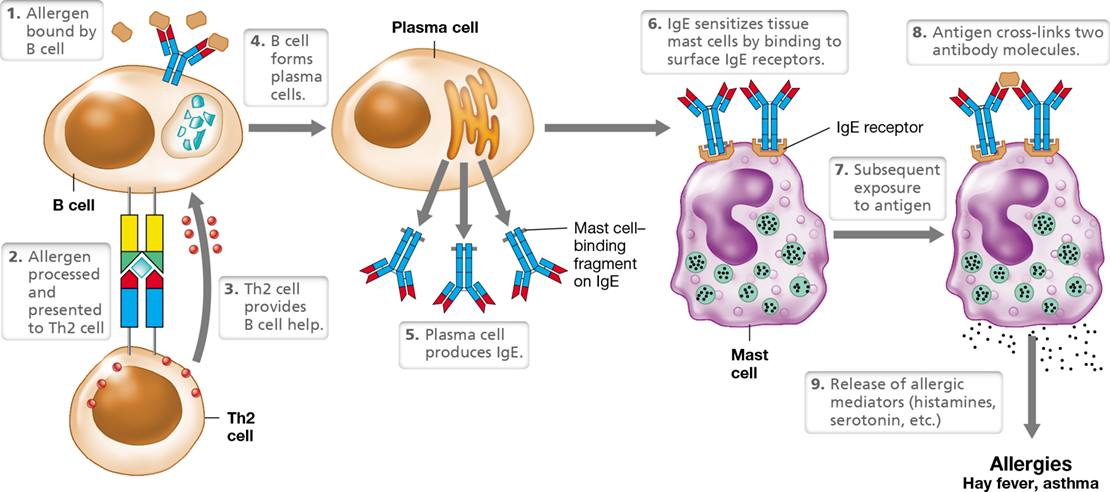 Ch 28 fig (p. 0)