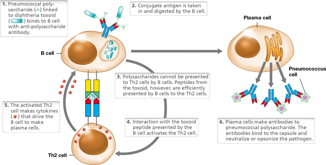 Ch 28 fig (p. 0)