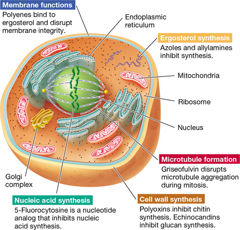 Ch 28 fig (p. 0)