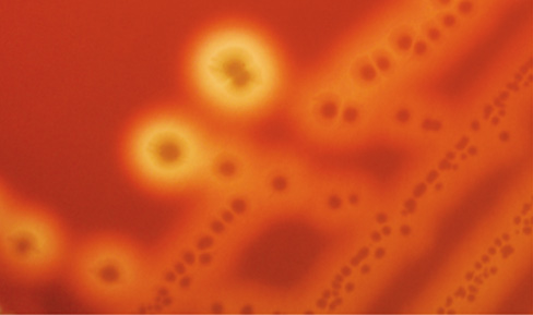 Ch 30 fig (p. 0)