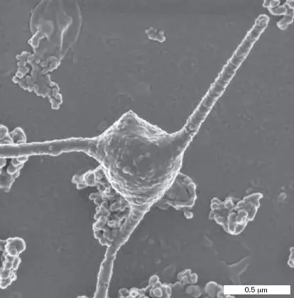 Figure from Chapter 1, Microbiology: An Evolving Science 6e