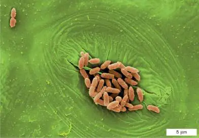 Figure from Chapter 1, Microbiology: An Evolving Science 6e