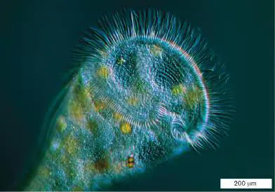 Figure from Chapter 1, Microbiology: An Evolving Science 6e
