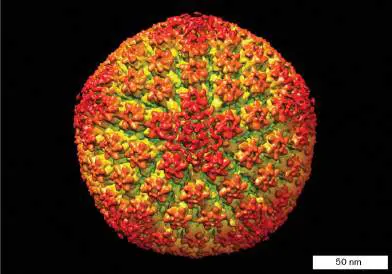 Figure from Chapter 1, Microbiology: An Evolving Science 6e