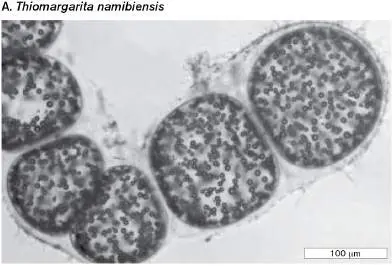 Figure from Chapter 1, Microbiology: An Evolving Science 6e
