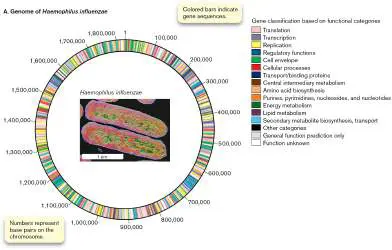 Figure from Chapter 1, Microbiology: An Evolving Science 6e