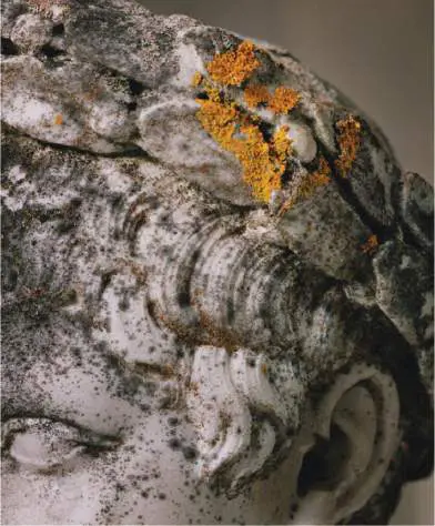 Figure from Chapter 1, Microbiology: An Evolving Science 6e