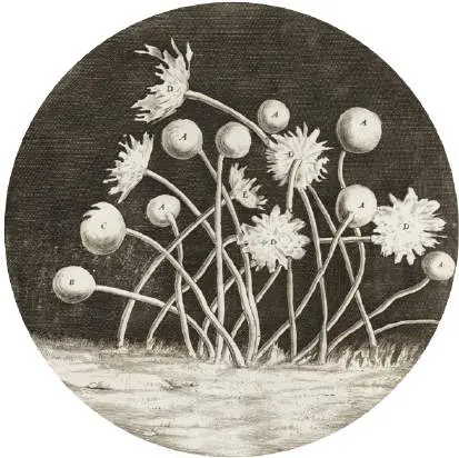 Figure from Chapter 1, Microbiology: An Evolving Science 6e