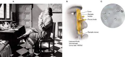 Figure from Chapter 1, Microbiology: An Evolving Science 6e