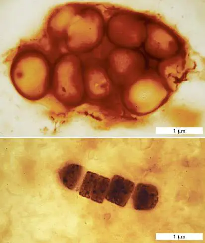 Figure from Chapter 1, Microbiology: An Evolving Science 6e