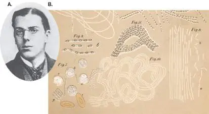 Figure from Chapter 1, Microbiology: An Evolving Science 6e