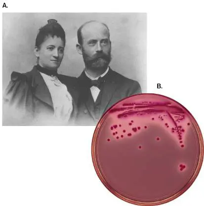 Figure from Chapter 1, Microbiology: An Evolving Science 6e