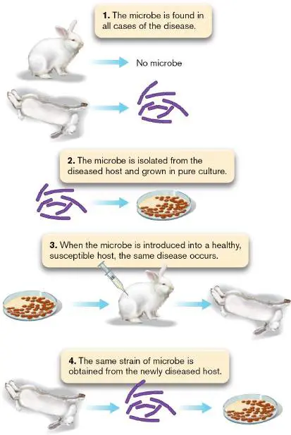 Figure from Chapter 1, Microbiology: An Evolving Science 6e