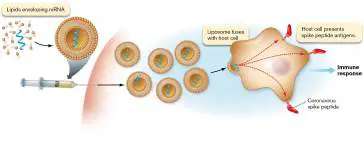 Figure from Chapter 1, Microbiology: An Evolving Science 6e