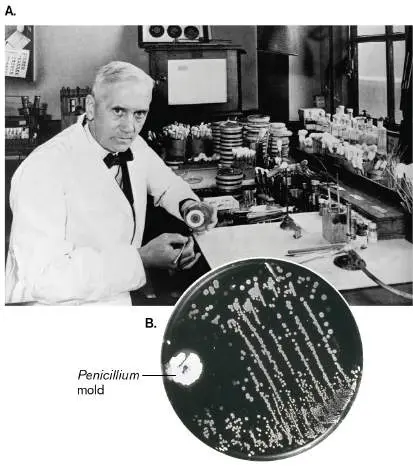 Figure from Chapter 1, Microbiology: An Evolving Science 6e