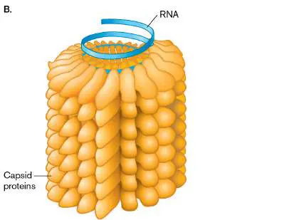 Figure from Chapter 1, Microbiology: An Evolving Science 6e