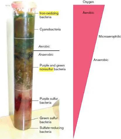 Figure from Chapter 1, Microbiology: An Evolving Science 6e