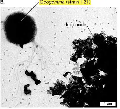 Figure from Chapter 1, Microbiology: An Evolving Science 6e