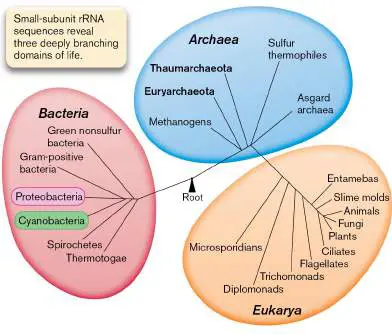 Figure from Chapter 1, Microbiology: An Evolving Science 6e