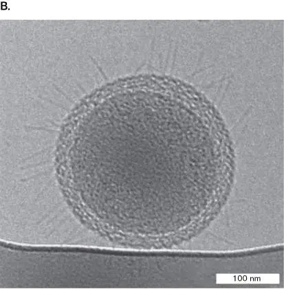 Figure from Chapter 1, Microbiology: An Evolving Science 6e