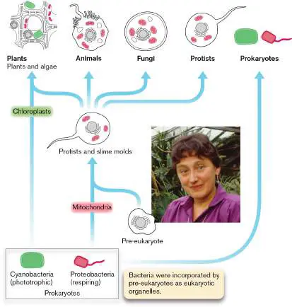 Figure from Chapter 1, Microbiology: An Evolving Science 6e