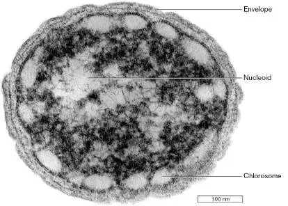 Figure from Chapter 1, Microbiology: An Evolving Science 6e