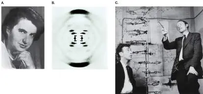 Figure from Chapter 1, Microbiology: An Evolving Science 6e