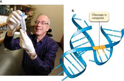 Figure from Chapter 1, Microbiology: An Evolving Science 6e