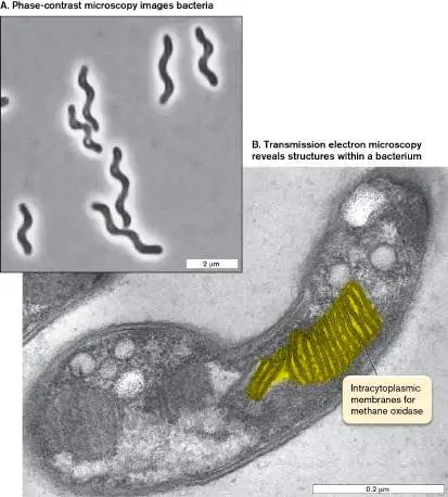 Figure from Chapter 2, Microbiology: An Evolving Science 6e