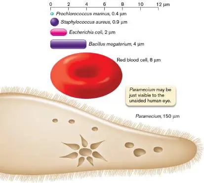 Figure from Chapter 2, Microbiology: An Evolving Science 6e