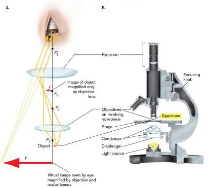 Figure from the course study guide
