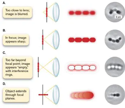 Figure from the course study guide