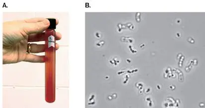Figure from Chapter 2, Microbiology: An Evolving Science 6e