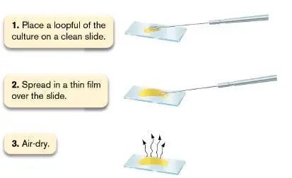 Figure from Chapter 2, Microbiology: An Evolving Science 6e