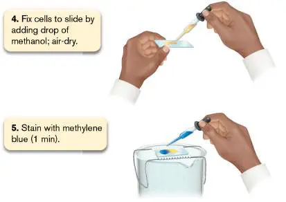 Figure from Chapter 2, Microbiology: An Evolving Science 6e