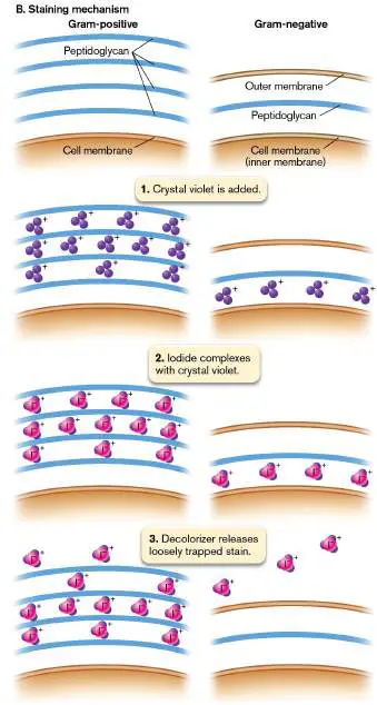 Figure from Chapter 2, Microbiology: An Evolving Science 6e