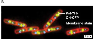 Figure from Chapter 2, Microbiology: An Evolving Science 6e