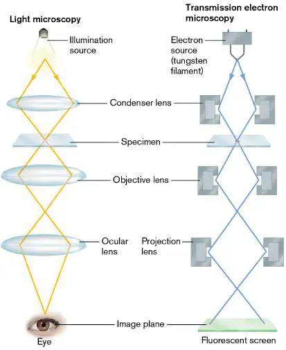 Figure from the course study guide