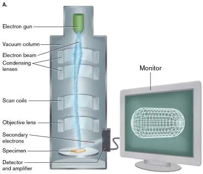 Figure from Chapter 2, Microbiology: An Evolving Science 6e