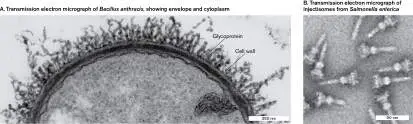 Figure from Chapter 2, Microbiology: An Evolving Science 6e