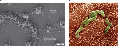 Figure from Chapter 2, Microbiology: An Evolving Science 6e