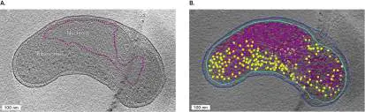 Figure from Chapter 2, Microbiology: An Evolving Science 6e