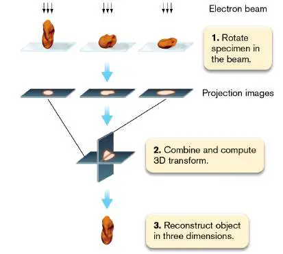 Figure from Chapter 2, Microbiology: An Evolving Science 6e