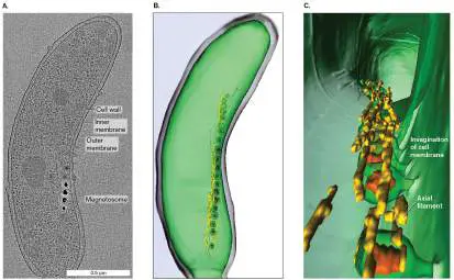 Figure from Chapter 2, Microbiology: An Evolving Science 6e