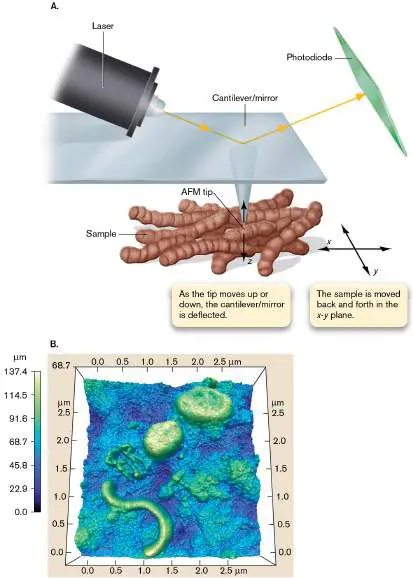 Figure from Chapter 2, Microbiology: An Evolving Science 6e