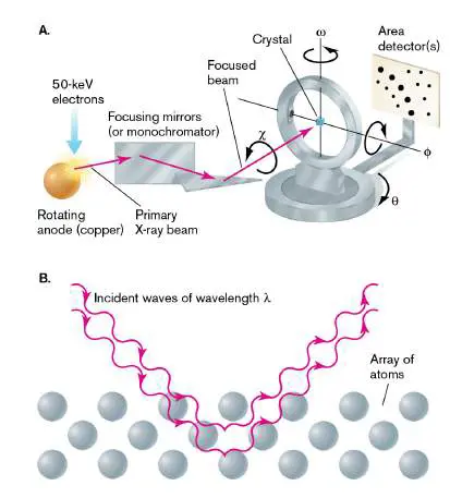 Figure from Chapter 2, Microbiology: An Evolving Science 6e