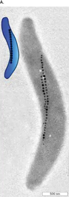 Figure from Chapter 2, Microbiology: An Evolving Science 6e