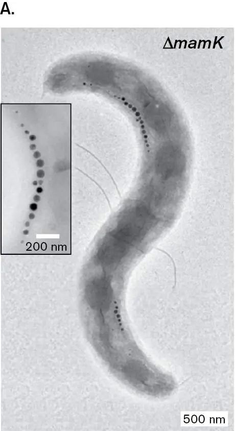 Figure from Chapter 2, Microbiology: An Evolving Science 6e