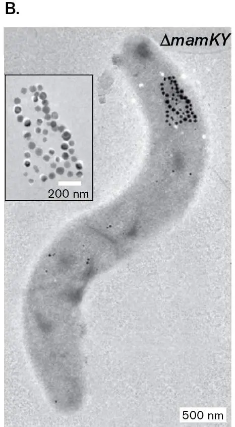 Figure from Chapter 2, Microbiology: An Evolving Science 6e
