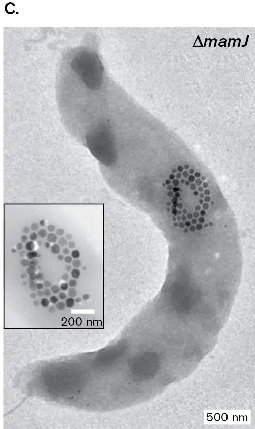 Figure from Chapter 2, Microbiology: An Evolving Science 6e
